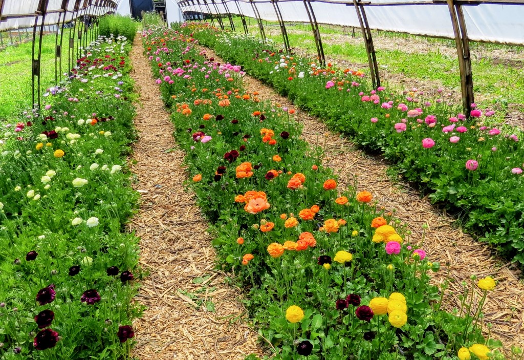 rows of flowers in a hoophouse